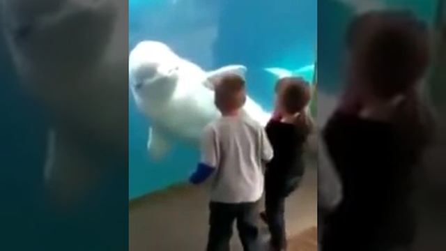 Белуха и дети в океанариуме смотреть онлайн