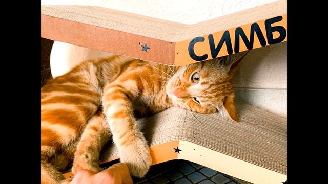 Симба кот