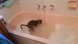 Коты купаются, кот купается в ванной, кот любит воду.