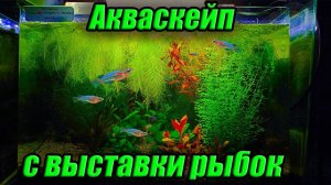 Акваскейп после выставки аквариумных рыбок! Что с ним стало?