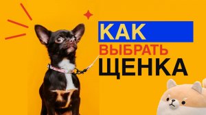 Как выбрать щенка?