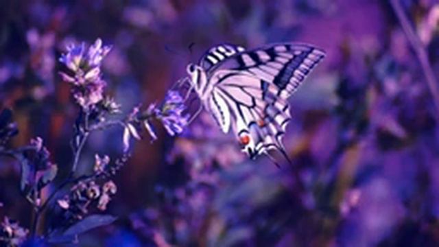 Музыка От Бессонницы Лечебная Музыка При Проблемах Со Сном И Засыпанием Музыка Для Сна смотреть онлайн