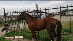 Урус-мартан Лошади Рынок Первая часть.