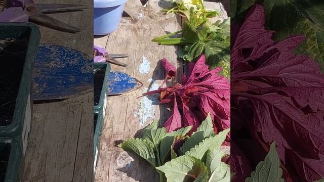 Сохранение коллекции колеусов смотреть онлайн