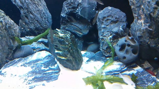 New Tanganyika tank update смотреть онлайн