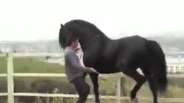 PURE BLACK ANDALUCIAN STALLION - PIAFFE смотреть онлайн