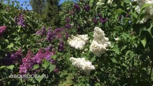 Сиреневый сад Евгении Бурдовой