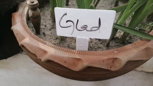 How To Grow Glad / Gladiolus In Pots At Home. Flowering Start After 120 Days смотреть онлайн