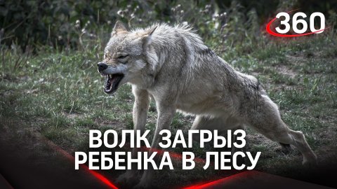 Волк загрыз ребёнка в Дагестане, его брат ранен. Дети без родителей собирали ягоды в лесу