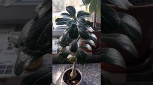 Адениум набрал первые бутоны радость цветовода!