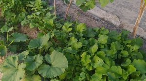 Редис «Дуро» краснодарское один из лучших