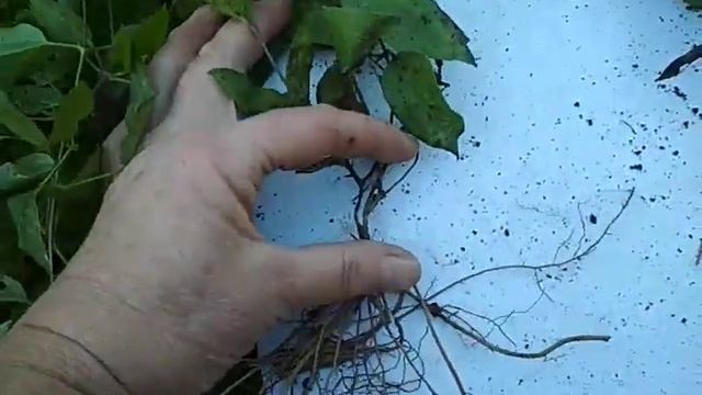 клематис из черенка- копаю сорт Рогучи (rooguchi)