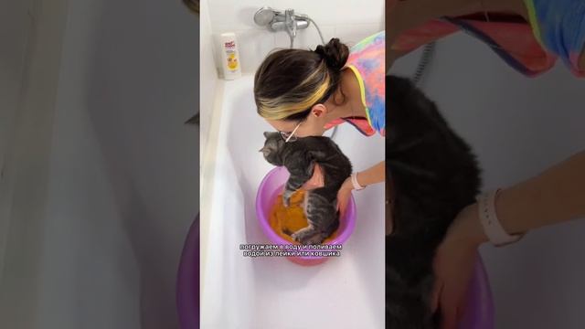 Как приучить к купанию взрослую кошку? смотреть онлайн