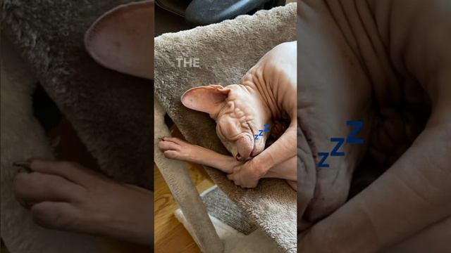 Sphynx Nap Time 💤😻