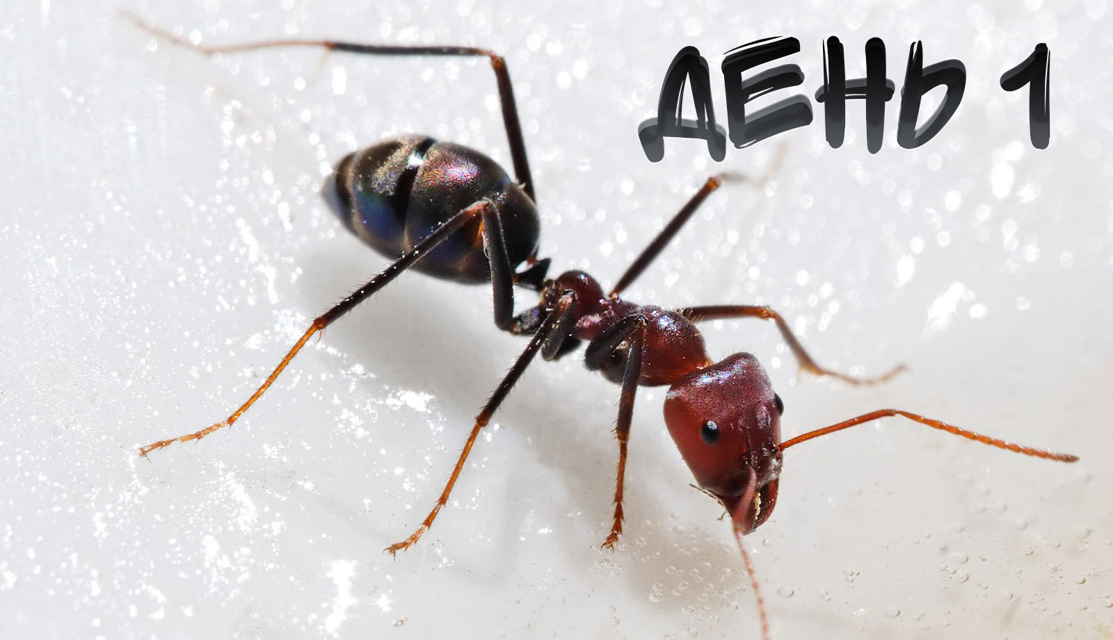 #AnToxiс ? День 1️⃣ Новая колония ??? #ants #colony  #antlife  @ParaToxic 