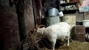 О пользе козьего молока. Мой опыт