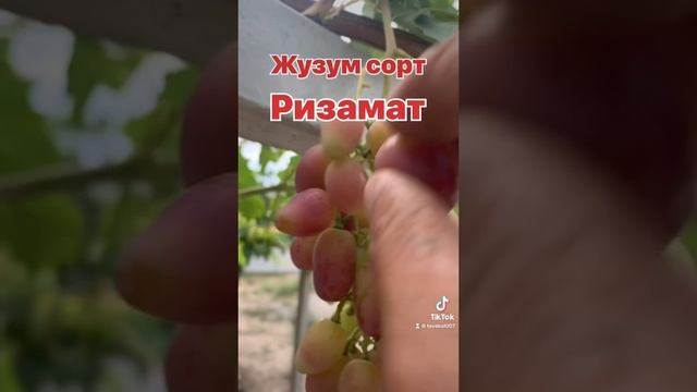 Сорт РИЗАМАТ