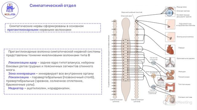 Вегетативная нервная система | Нормальная физиология