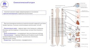 Вегетативная нервная система | Нормальная физиология