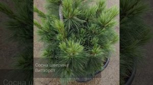 Сосна шверина Витхорст