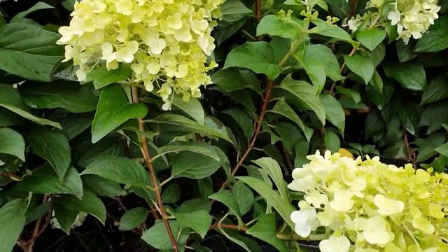 Пинки Промис. Белоснежные купола на очень прочных побегах смотреть онлайн