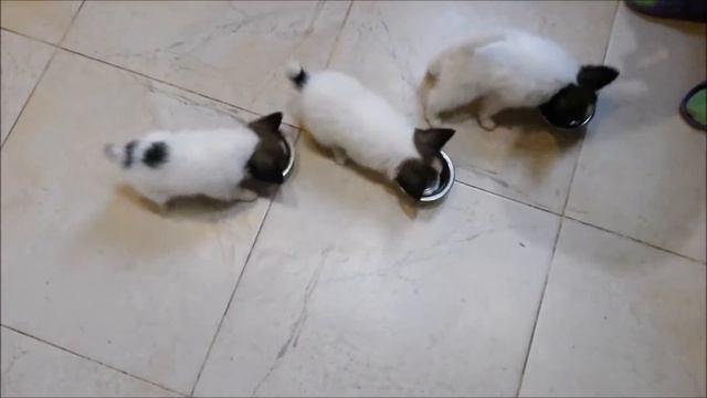 Осторожно, кормят папийонов!