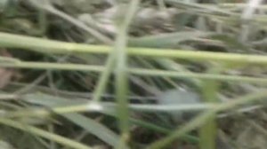 Нашли гнездо перепел