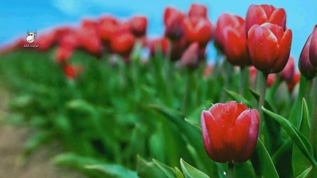 Ad Muncher отвязка от ID железа для W8 смотреть онлайн