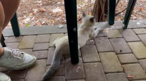 Степа и Маня пошли в вольер и устроили КИПИШЬ на весь парк!