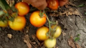 Где лучше выращивать помидоры ,в теплице или в открытом грунте?