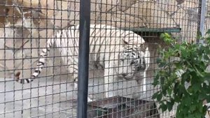 Белый бенгальский тигр в вечернем Тайгане