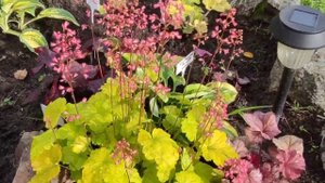 Гейхера сорт sweet tart в июне в период цветения... нереально красиво