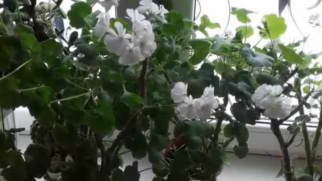 Пересаживаем герань с цветочной клумбы . Герань . смотреть онлайн