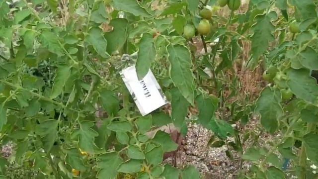 №23 "Ильди". Сорта помидоров. Выращивание помидоров. Огород.  Сад. Томаты. Чери.