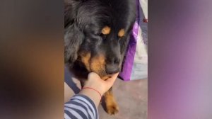 9 фактов о Больших Тибетских Мастифах