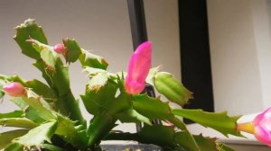 close-up timelapse of a flowering christmas cactus (schlumbergera)