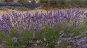 CCT Lavender Farm Karaka New Zealand