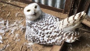 Белая сова на гнезде питомник /Bubo scandiacus