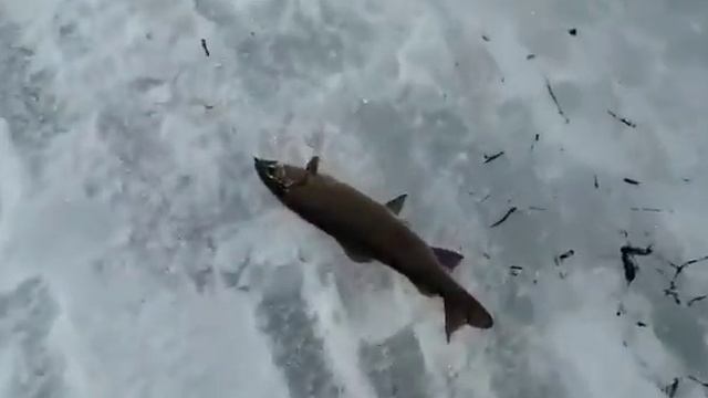 Апрельская рыбалка на Анюе 2021 год. смотреть онлайн