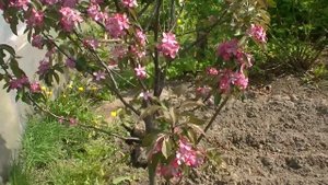 Красномякотная яблоня Tickled Pink (Baya Marisa), первое цветение