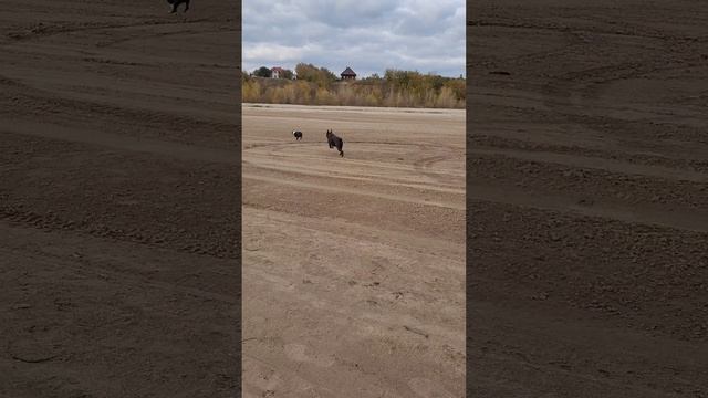 бостон терьер и боксер