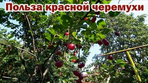 Зачем мне красная черемуха в саду?