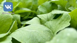 Как получить большой и ранний урожай. Шепотки и заговоры на урожай