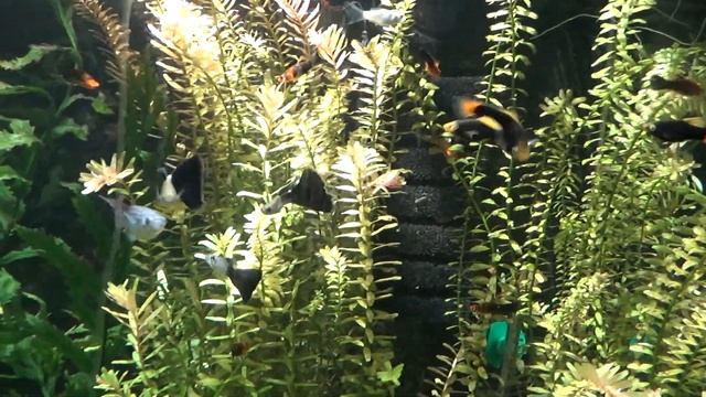 Гуппи темно-синий диамант ? смотреть онлайн