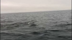 Полуостров Рыбачий  2020 год  Морские приключения  . Катер   Беркут S-Cabin (Berkut S-HardTop )