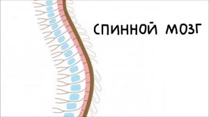 О донорстве костного мозга