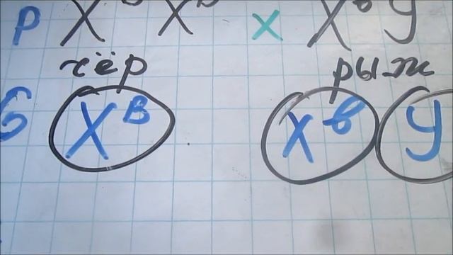 Почему нет трёхцветных котов. смотреть онлайн