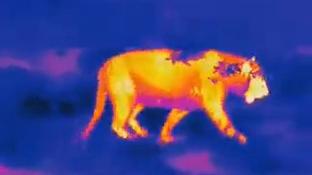 Съёмка тигра через тепловизор HikVision OWL смотреть онлайн