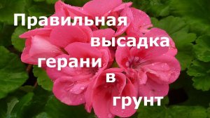 Правильная высадка герани (пеларгонии) в грунт!
