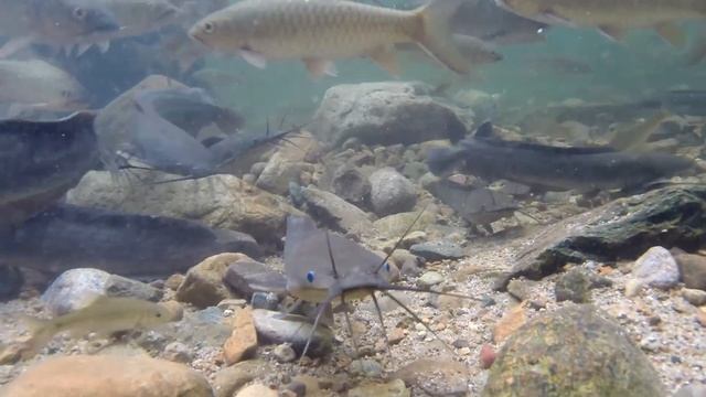 Любопытные рыбешки по пути на водопад Khlong Phlu, Koh Chang, Таиланд смотреть онлайн